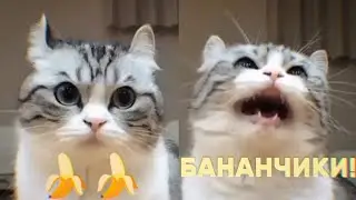 бананчики🍌🍌