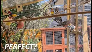 We Build A New Aviary! Huge Update!