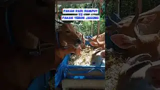 pakan sapi alternatif