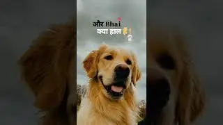 Share Your Dog Frnd 😂🫂/ #shorts #youtubeshorts