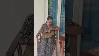 cara menjinakkan kucing nakal 