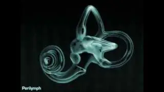 vestibular system + liquid culture  AISEN with sound