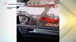 ПОНИ НА ДОРОГЕ