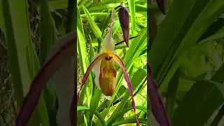 БотСад #москва #shortvideo #ботаническийсад #растения #обзор #влог #растения