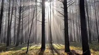 Туман в лесу. Окунево октябрь 2021