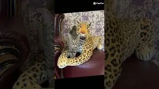 Эни (эдит, а ну-ка давай-ка)
