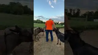 Tug of war with daddy! .
