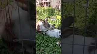 Bunny Girl licks her Hubby