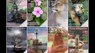 Digital Photography Success