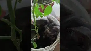 релакс #животные #кошка #собака #кокерспаниель #другчеловека #друзья #2024