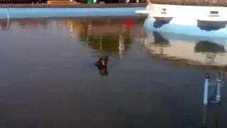 собака спасается от жары.mp4