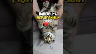 Папулечка мой любимый с работы пришёл 