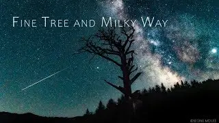 [8K UHD] Time Lapse - Pine tree and Milky Way #2 (소나무와 은하수 타임랩스 #2)