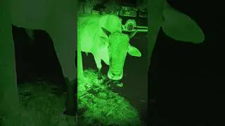 Bhoot dikha 😱😱 #shorts #horror #bhoot #ghost #bhootmovie #aahat #viral #trending #bullfight