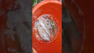 Trout Fish |Trout Farming in India |Trout Fish In India 