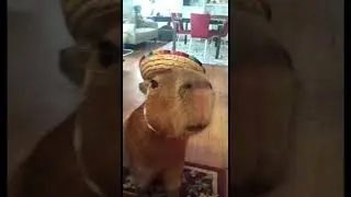 Melhor animal do Brasil capivara💚💙💛#capivara