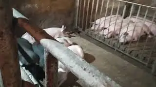 Деревянные полы у поросят.