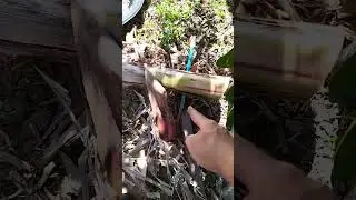Banana plant grew so big it broke the fence #propertymanagement #propertydamage
