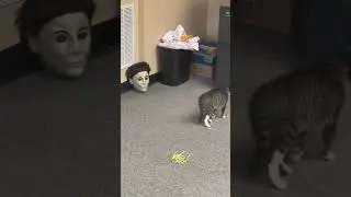 funny animal #funny reel 🤣