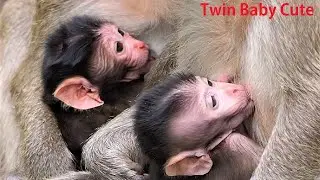 Amazing Twin baby monkey Looks Cute, The baby is Just Born few days, mom nursing well