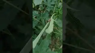 #insects #insect