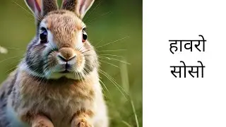 Selfish Rabbit/ हावरो सोसो