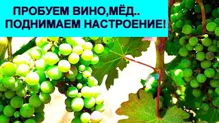 924.Винодельня и пасека Офир в Алон-а-Галиль.Израиль