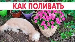 Как правильно поливать петунии. Секреты и тонкости ухода за петуниями