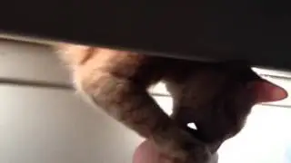 Cat on  window seal