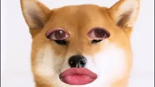 🐕SHIBA INU BEATBOX 🐕