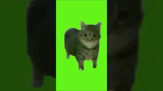 oo ee a e a Cat Green Screen 