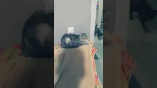 пов мам каты и пакушать