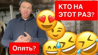 КОГО КУПИЛ НА ФЕРМУ? Ролик уже в Дзен, ссылка в комментариях 😉