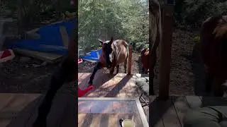 Horse, Sven, was thinking about jumping up on the deck. No big boy…