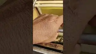 Momento de pasar abejas de un núcleo, a una cámara de cría.