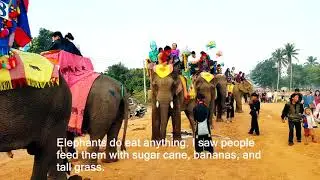 elephant festival