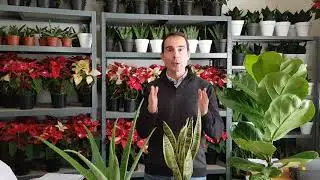 Cómo cuidar tus PLANTAS en INVIERNO. ¿Es perjudicial hacer un trasplante en invierno?