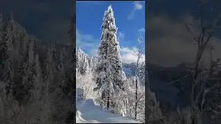şükürler olsun