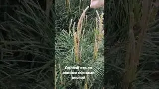 КАК ФОРМИРОВАТЬ СОСНУ