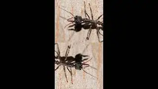 The black bulldog ant (Myrmecia pilosula)#ant