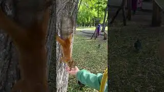 Кормим белочек в парке#Самара#дети#белки#парк#