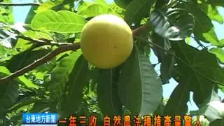 120719 南美洲黃金果 成功引進臺灣