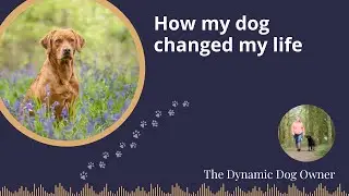 How my dog changed my life