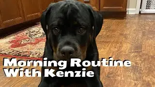 Morning Routine With Kenzie (Our Rottweiler)