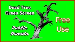 Dead Tree Green Screen | Free Use