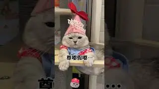 #张嘟嘟 #布偶猫 #银渐层 #短剧 这个生日很开心！真的很开心………