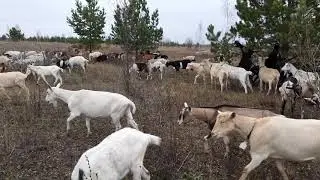 Осень 2019
