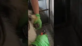 What do goat hooves look like? 🐐