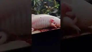 Аксолотли в момент кормления Мотылём.