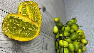 Кивано, и Маракуя выращена в Краснодарском крае в хуторе Бетта. #Кивано #маракуя #экзотика #бетта